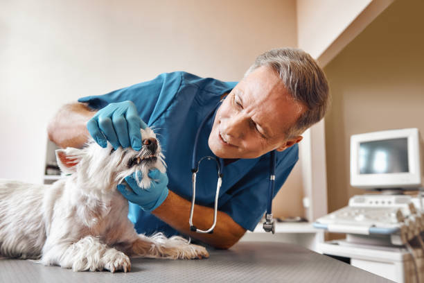Best Emergency Dental Care for Broken or Chipped Teeth in Marble Falls, TX
